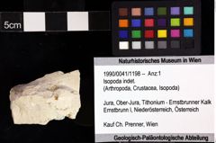 Foto (Objket + Etiketten) von Isopoda indet. 